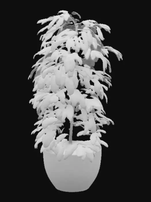 3D model for Schefflera Elegance