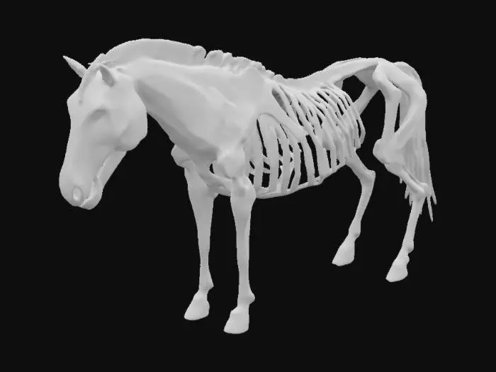 3D model for horse carcass

