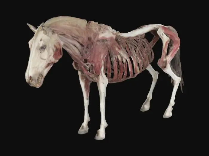 3D model for horse carcass

