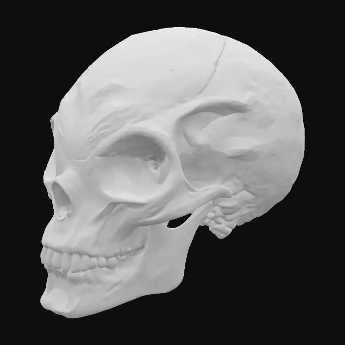 3D model for eyeless skull, alien, 4k, octane render, realistic, silicon based lifeform, no eye sockets