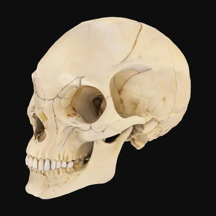 3D model for eyeless skull, alien, 4k, octane render, realistic, silicon based lifeform, no eye sockets