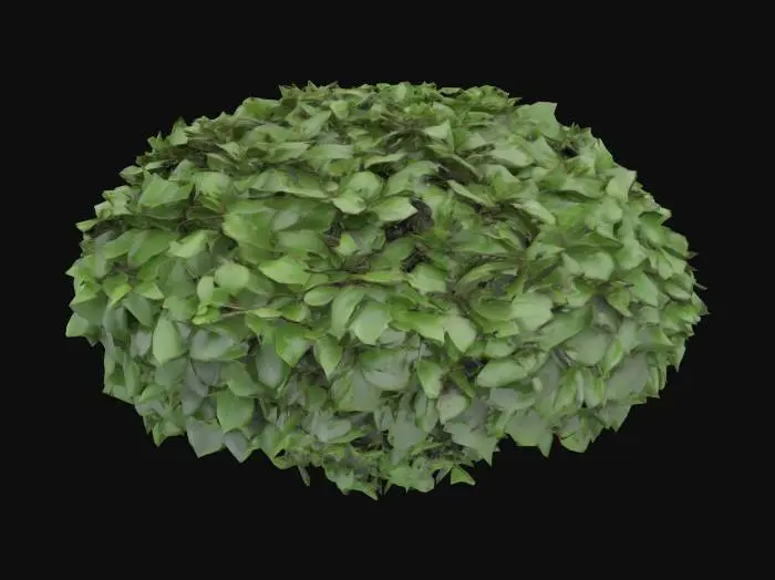3D model for Bush. A dense, rounded bush with a compact, irregular shape, composed of numerous intertwined branches covered in an abundance of small, ovate leaves. The leaves are a vibrant, lush green, offering a slightly glossy finish on their upper surface and a duller underside, with a subtle vein texture. The branches are woody and stiff, creating a tangled mass. The overall texture is soft and yielding from the foliage but firm at its core, creating a natural, organic form.