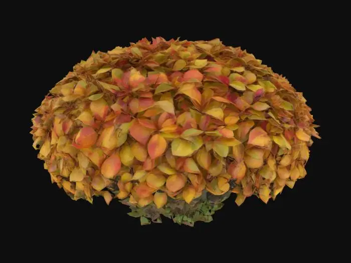 3D model for Bush. A dense, rounded bush with a compact, irregular shape, composed of numerous intertwined branches covered in an abundance of small, ovate leaves. The leaves are a vibrant, lush green, offering a slightly glossy finish on their upper surface and a duller underside, with a subtle vein texture. The branches are woody and stiff, creating a tangled mass. The overall texture is soft and yielding from the foliage but firm at its core, creating a natural, organic form.