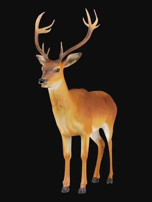 deer