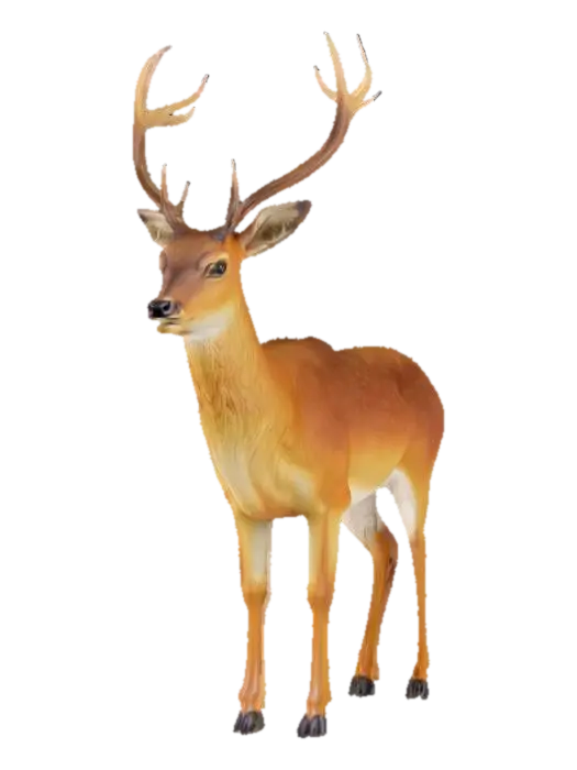 deer