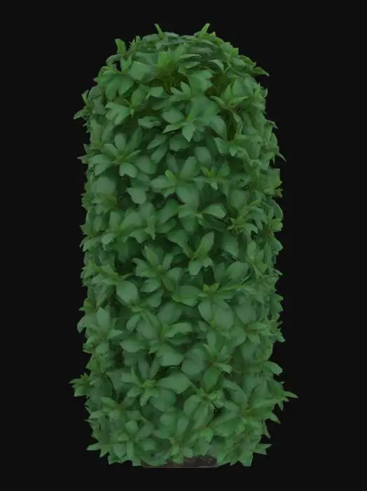 3D model for Bush. A dense, oblong tall bush with a compact, irregular shape, composed of numerous intertwined branches covered in an abundance of small, ovate leaves. The leaves are a dark, lush green, offering a slightly glossy finish on their upper surface and a duller underside, with a subtle vein texture. The branches are woody and stiff, creating a tangled mass. The overall texture is soft and yielding from the foliage but firm at its core, creating a natural, organic form.