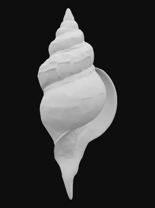 3D model for Seashell Spiral Art, #ocean#