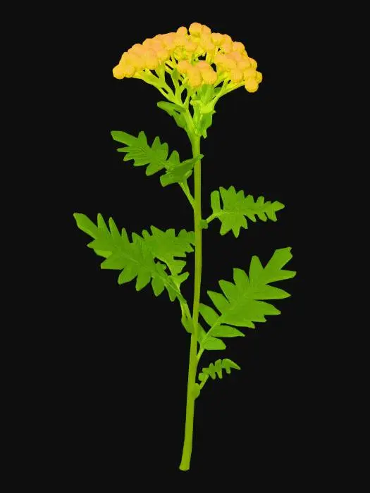 3D model for Golden Yarrow