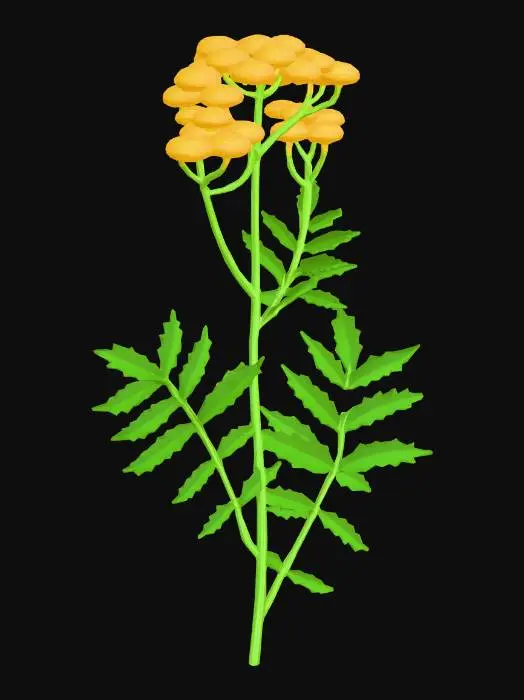 3D model for Tansy-Flower-3