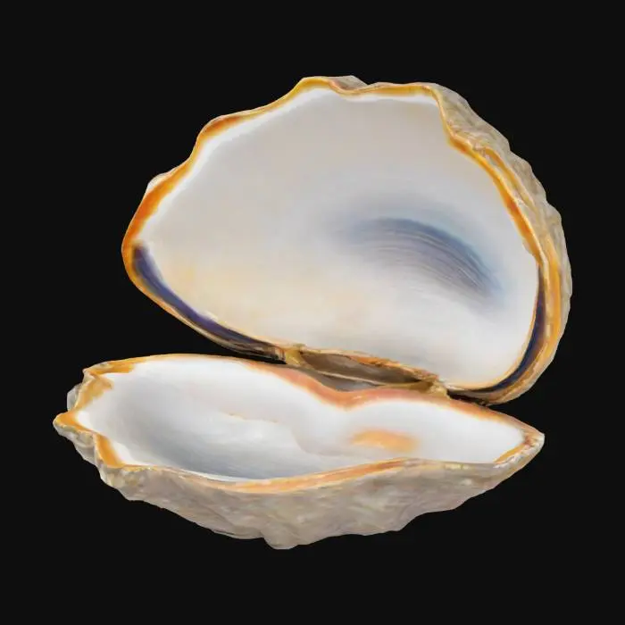 3D model for clam shell