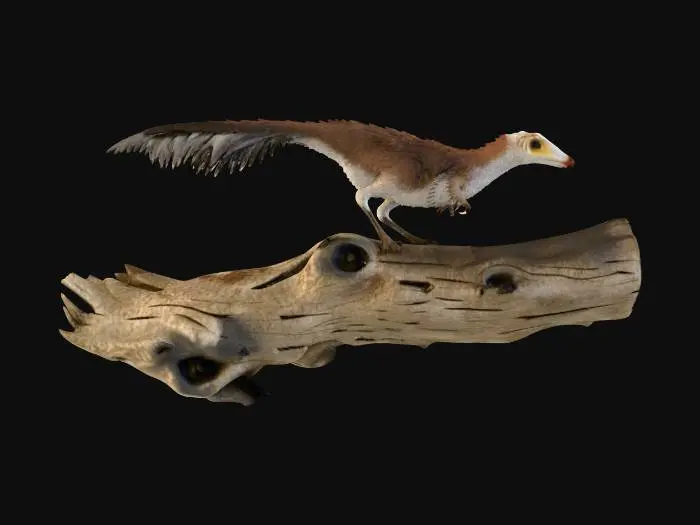 3D model for Mononykus