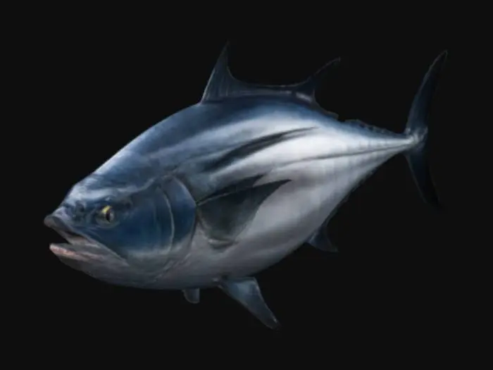 3D model for bluefin tuna fish