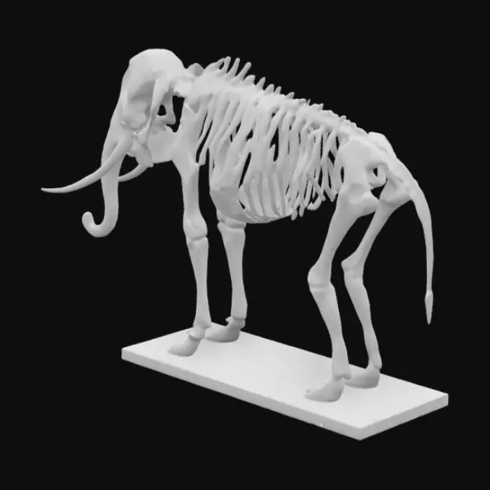 3D model for elephant skeleton 