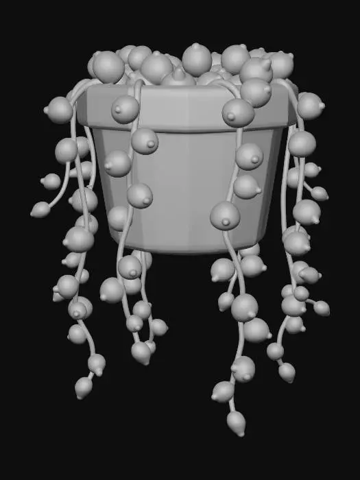 3D model for String of pearls (Curio rowleyanus)