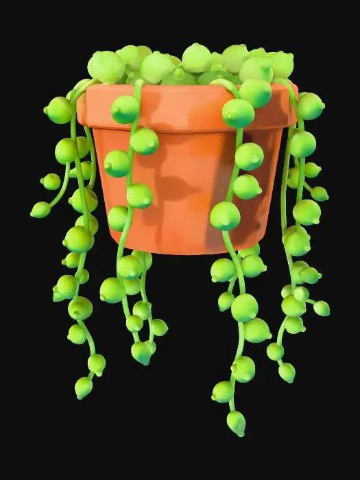 3D model for String of pearls (Curio rowleyanus)