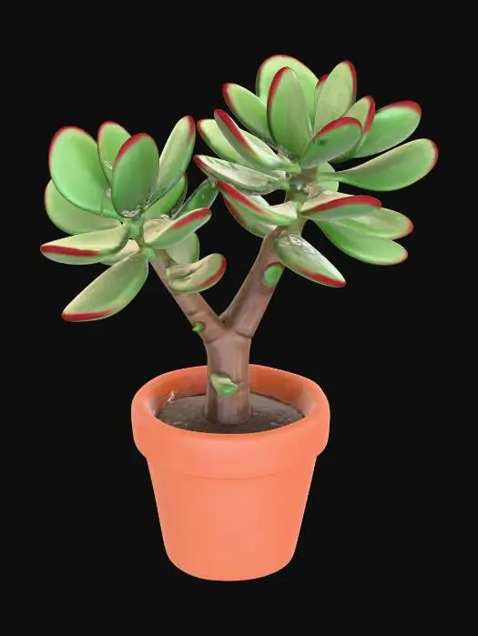 3D model for Jade plant (Crassula ovata)