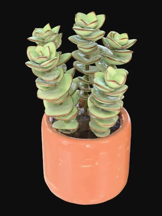 3D model for Crassula perforata (String of Buttons)