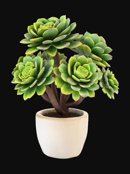 3D model for Aeonium arboreum (Tree aeonium)