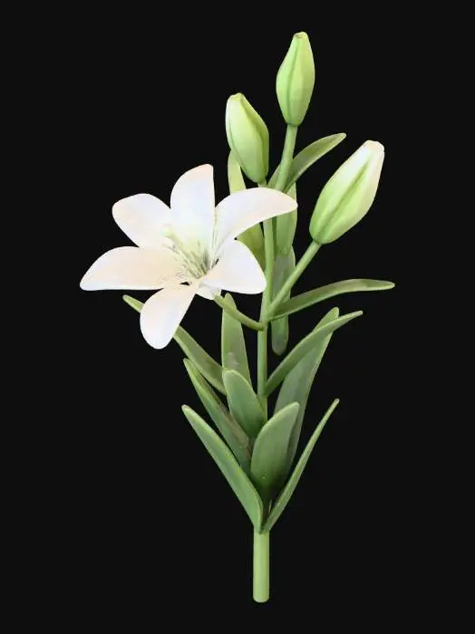 3D model for Lily Stem