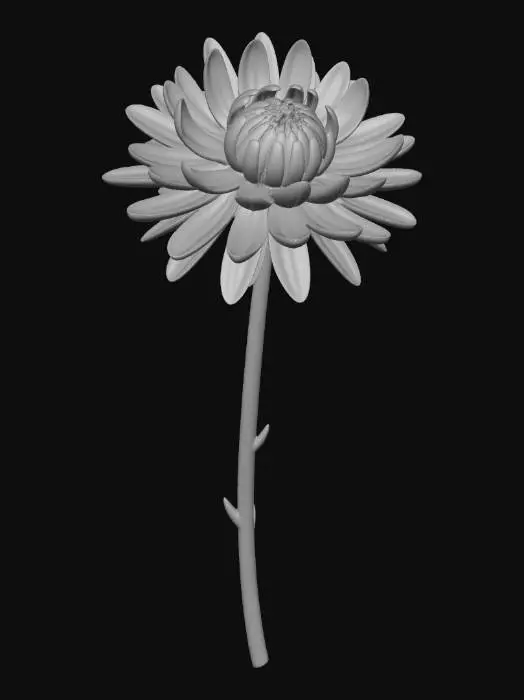 3D model for White chrysanthemum