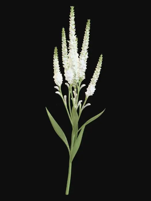 3D model for Veronica