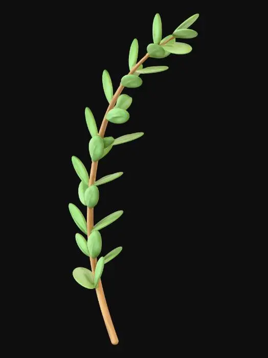 3D model for Single Italian ruscus stem