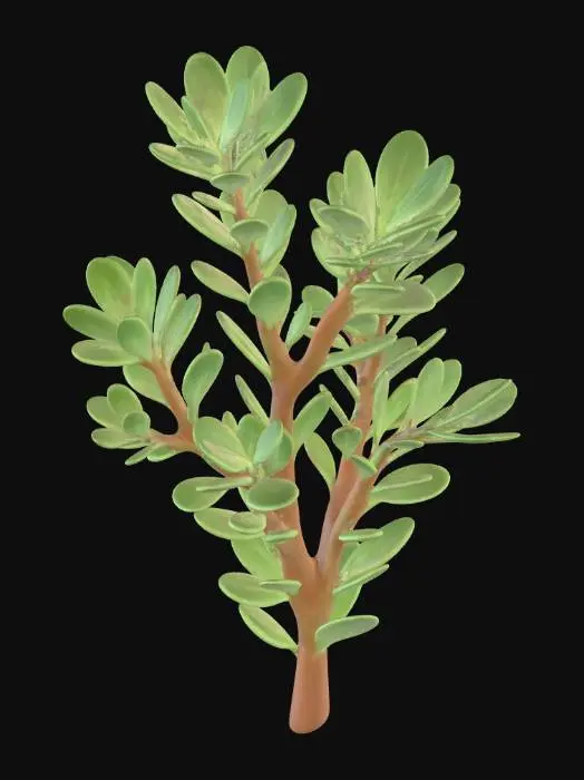 3D model for pittosporum foliage stem