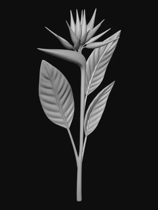 3D model for Bird of Paradise