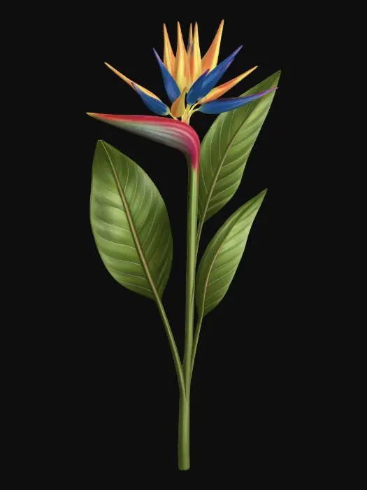 3D model for Bird of Paradise