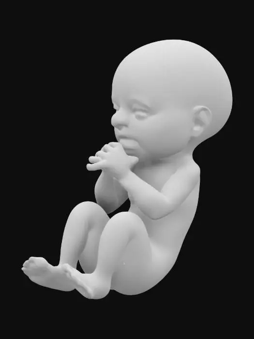 3D model for Una representación 3D hiperrealista de un feto humano en el útero materno, con detalles anatómicos precisos. 
