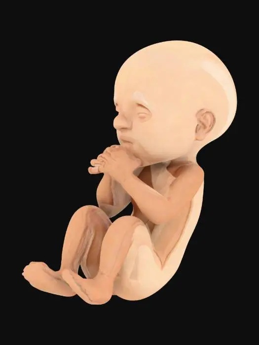 3D model for Una representación 3D hiperrealista de un feto humano en el útero materno, con detalles anatómicos precisos. 