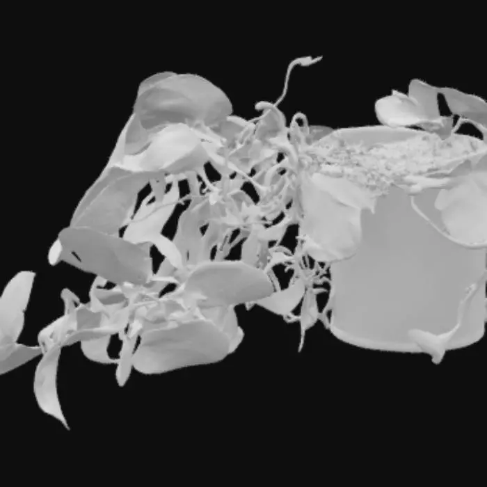 3D model for Variegated Vine