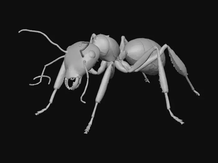 3D model for A realistic 3D ant model designed for a simulation game.
Biologically accurate proportions: segmented body (head, thorax, abdomen),
six articulated legs, visible mandibles, antennae with joints.
Neutral pose, symmetrical, standing on a flat plane.
Clean topology, low to medium polycount, optimized for real-time rendering.
No stylization, no cartoon features.
Matte dark brown exoskeleton with subtle surface detail.
No textures baked into lighting.
Single object, centered, facing forward.
Plain background.