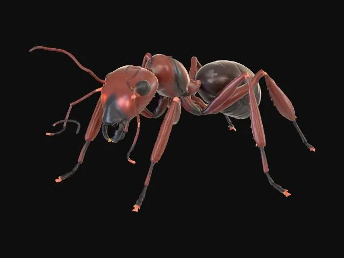 3D model for A realistic 3D ant model designed for a simulation game.
Biologically accurate proportions: segmented body (head, thorax, abdomen),
six articulated legs, visible mandibles, antennae with joints.
Neutral pose, symmetrical, standing on a flat plane.
Clean topology, low to medium polycount, optimized for real-time rendering.
No stylization, no cartoon features.
Matte dark brown exoskeleton with subtle surface detail.
No textures baked into lighting.
Single object, centered, facing forward.
Plain background.