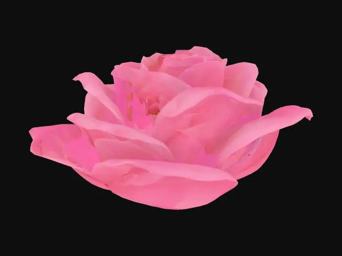3D model for Pink Blossom