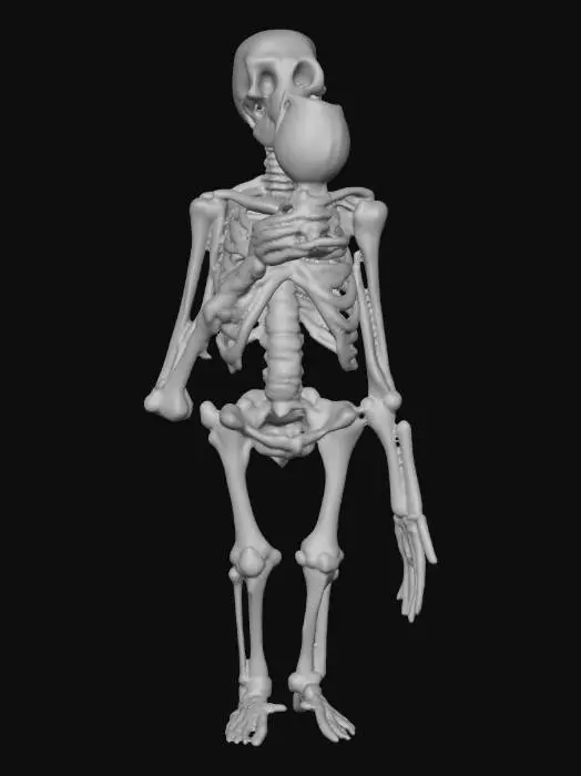 3D model for crea un immagine iper realistica di uno scheletro con un bicchiere di vino in mano e una sigaretta nell'altra metti in evidensa il bicchiere