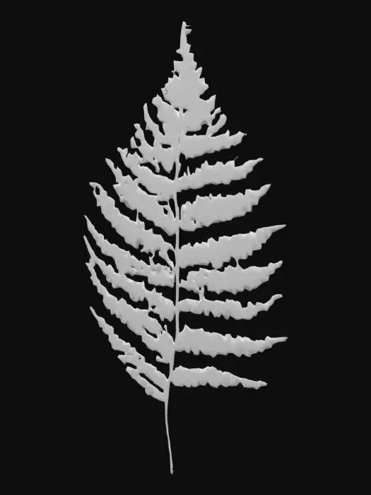 3D model for Fern Leaf