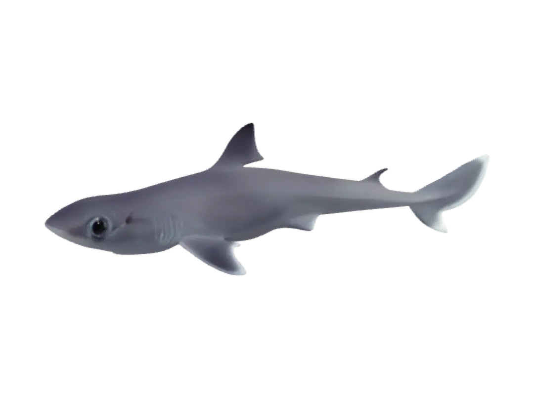 shark