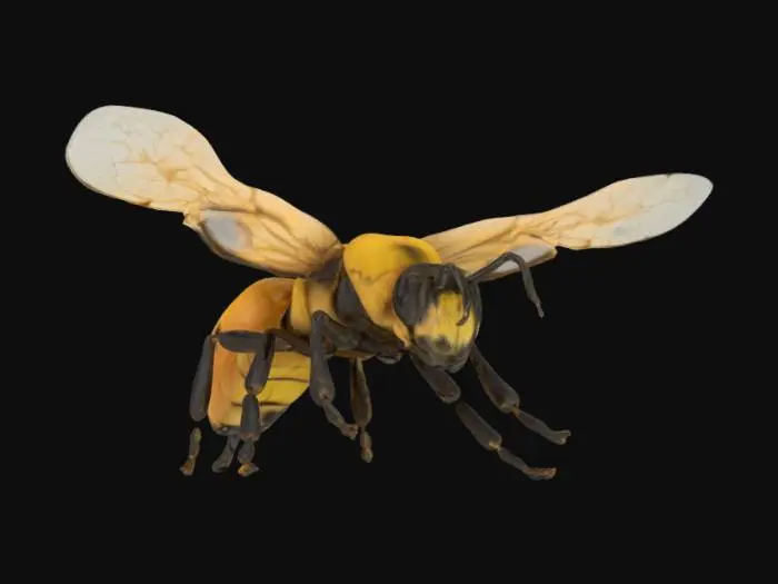 3D model for queen bee