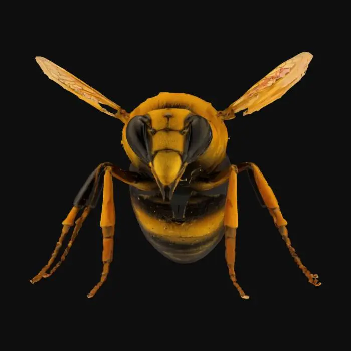 3D model for queen bee