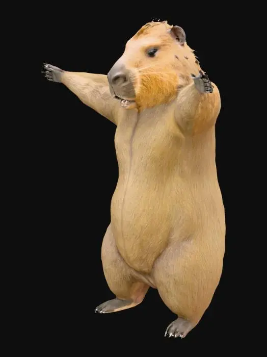 3D model for Uma capivara antropomorfizada com proporções humanas realistas e uma pelagem densa de tons marrom-acinzentados que variam, criando um efeito de profundidade natural. Cada mão possui cinco dedos articulados e bem definidos, com unhas curtas. Seu pescoço é forte e liso, sustentando uma cabeça com a boca ligeiramente aberta, revelando incisivos grandes e um interior bucal úmido. Os olhos são escuros e expressivos, complementando a textura sutil do focinho úmido.