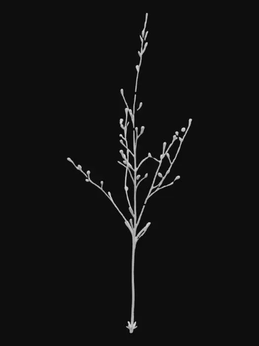 3D model for Dandelion Silhouette