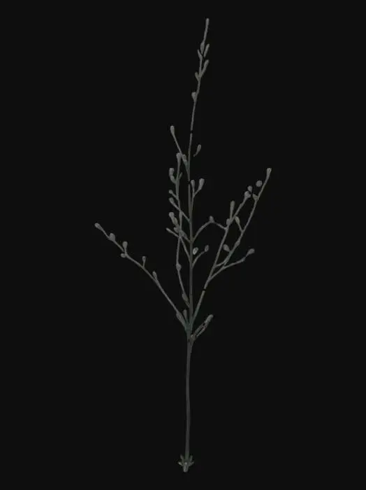 3D model for Dandelion Silhouette