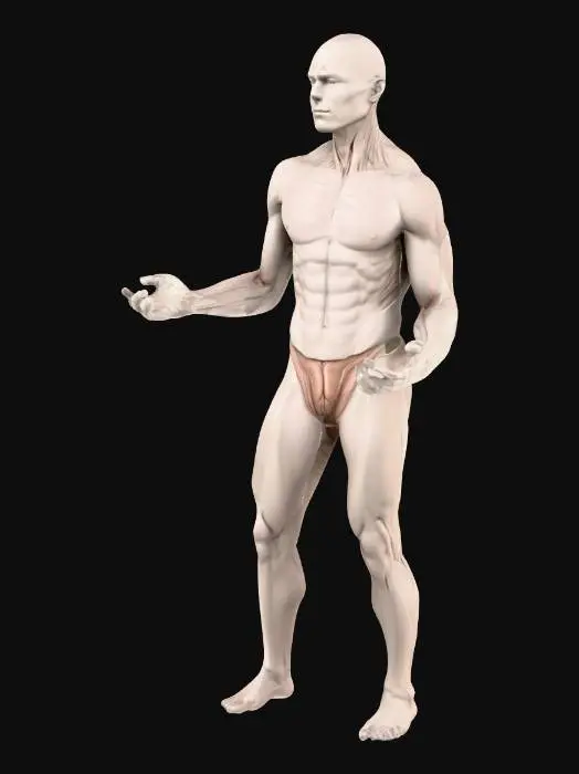 3D model for Bodybuilder Animation
