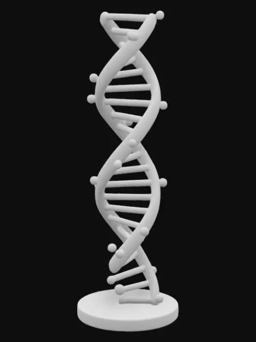 3D model for DNA model