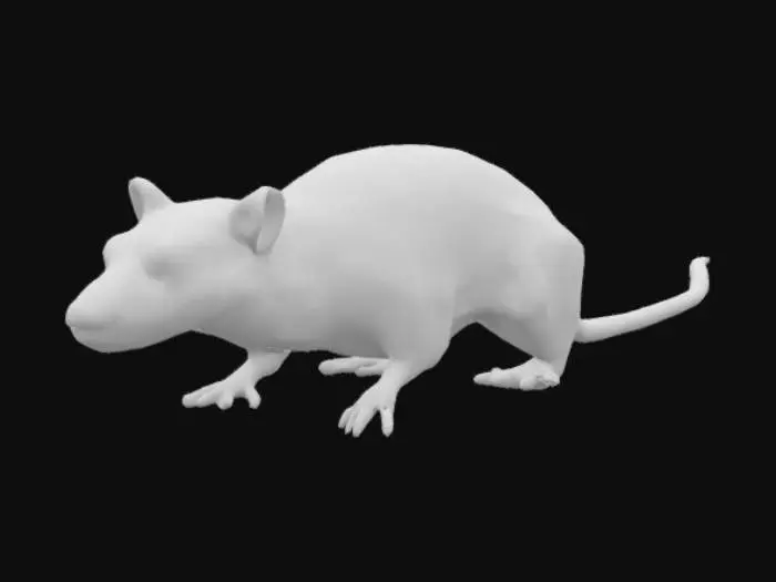 3D model for Rat