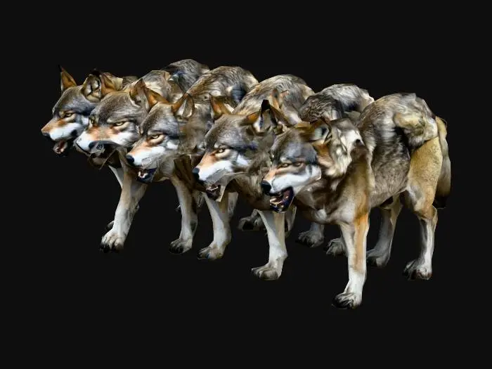 3D model for pack of agressive wolves