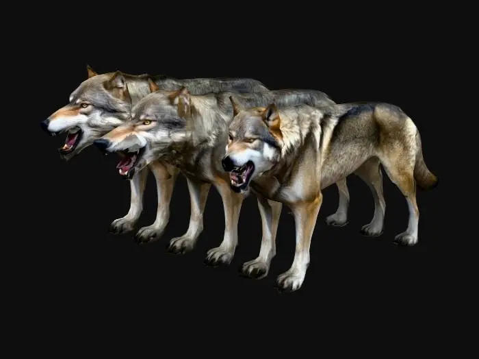 3D model for pack of agressive wolves