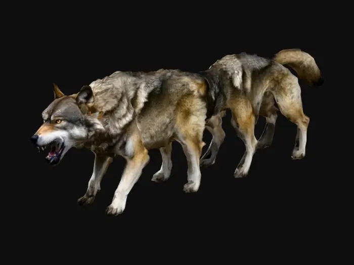 3D model for pack of agressive wolves