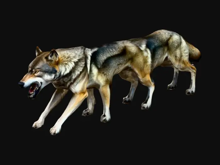 3D model for pack of agressive wolves